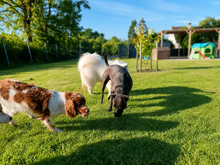 Chiens en liberté la journée à la pension canine