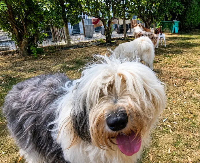 Chiens contents de leur séjour à la pension canine