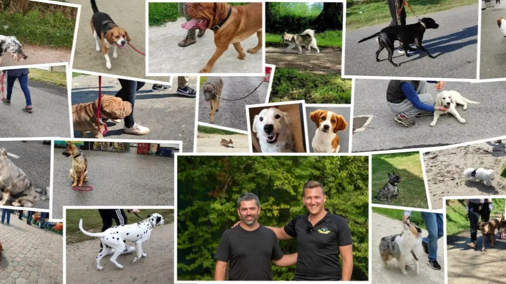 Collage illustrant différentes scènes de vie avec un chien.