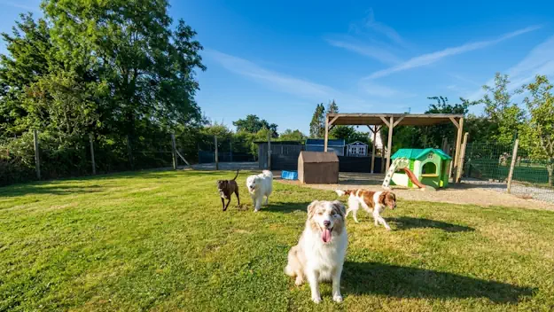 Chiens de pension canine chez  Julie et Compagnie
