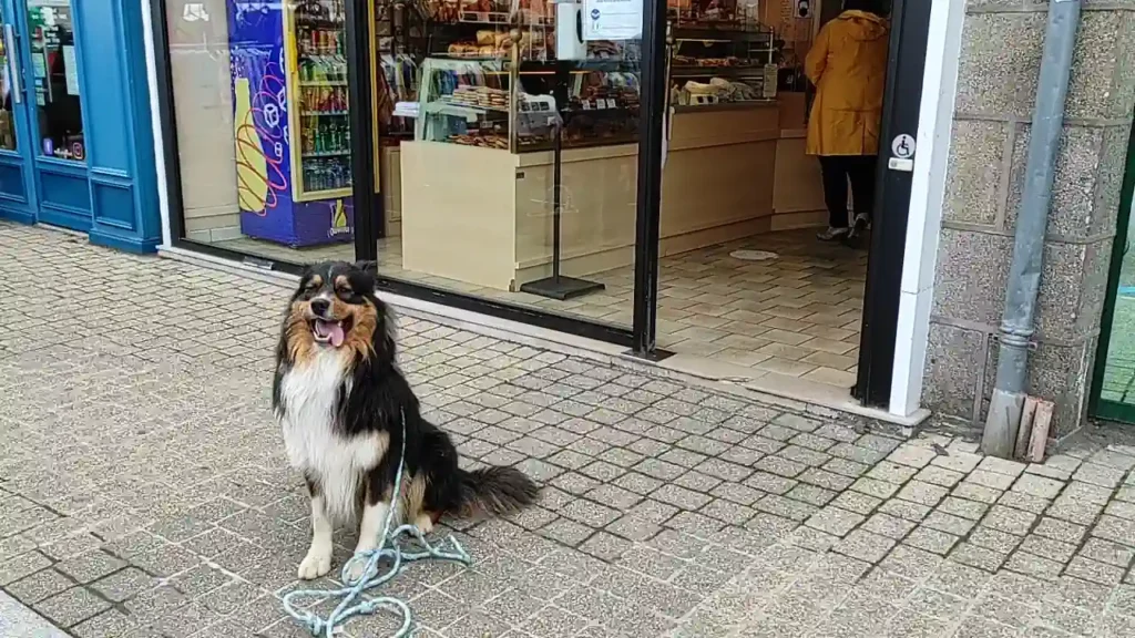 Séance d'éducation canine Les Pieux en obéissance