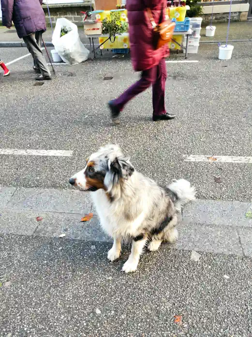 Séance d'éducation canine à St Vaast La Hougue