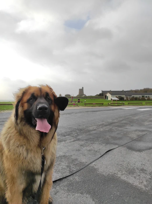 Séance d'éducation canine à St Vaast La Hougue
