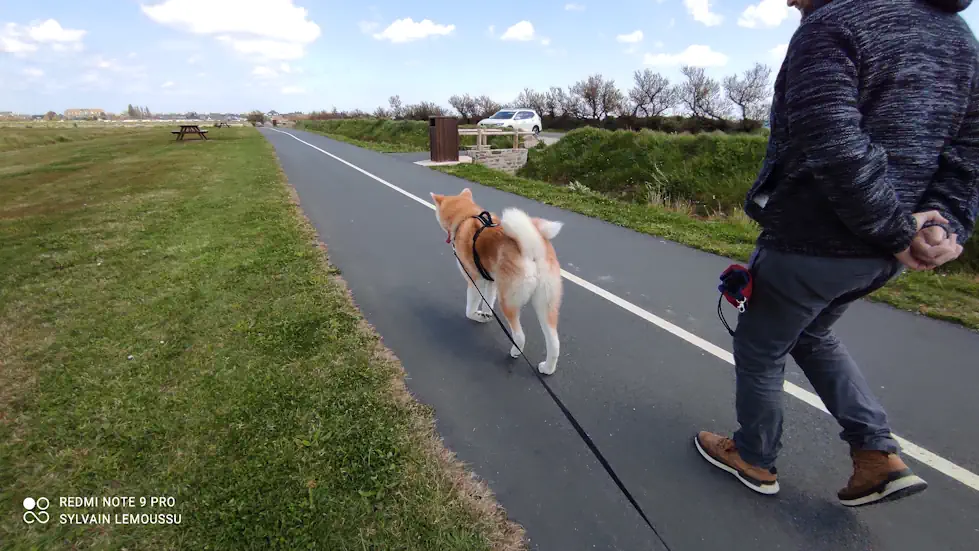 Séance d'éducation canine à St Vaast La Hougue