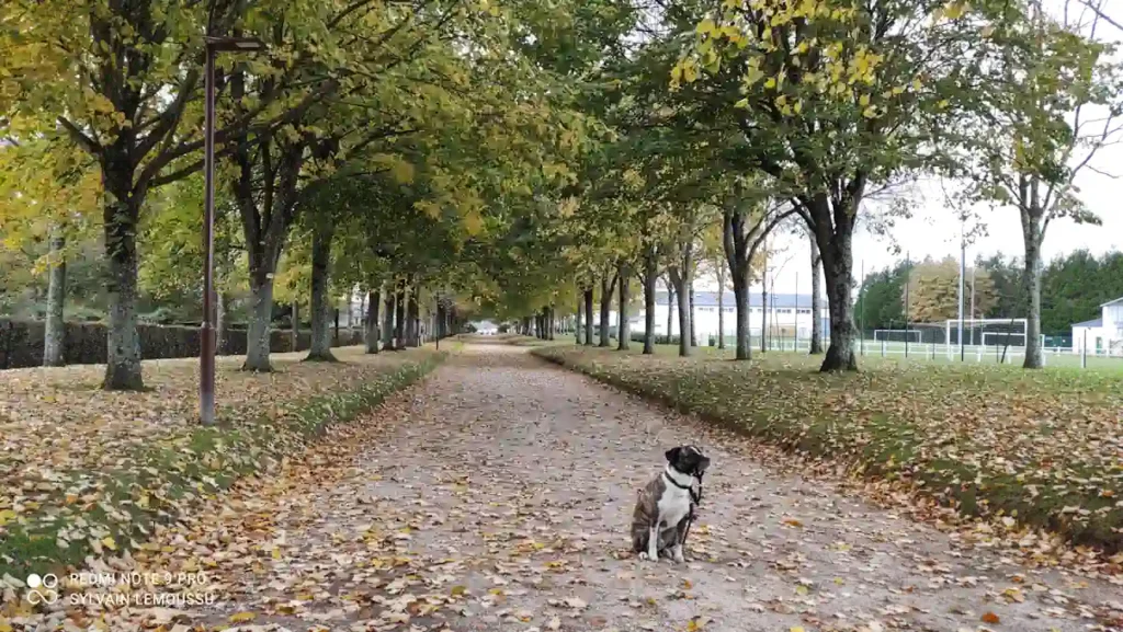 Séance d'éducation canine à Bricquebec en Cotentin