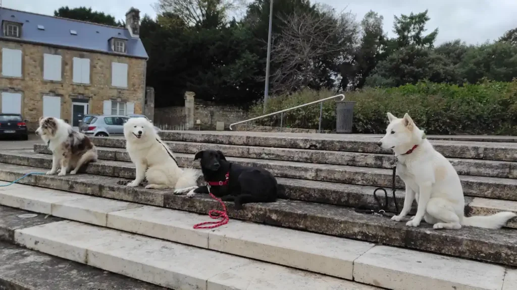 Séance d'éducation canine à Bricquebec en Cotentin