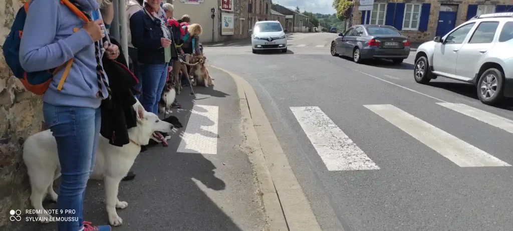 Séance d'éducation canine à Bricquebec en Cotentin