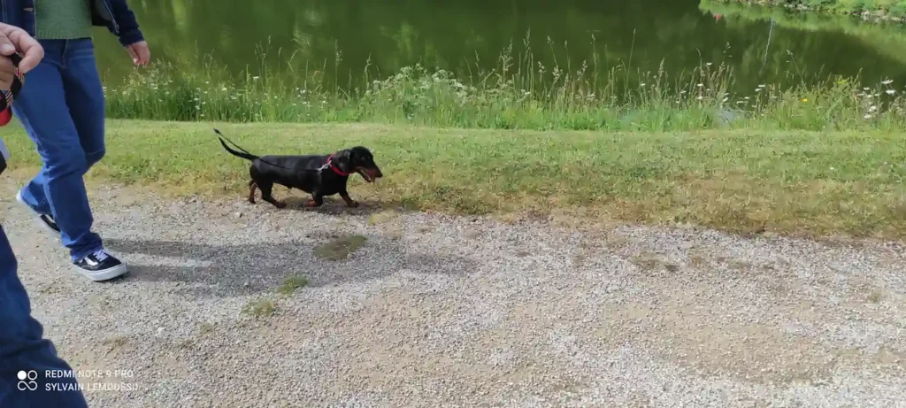 Séance d'éducation canine à Bricquebec en Cotentin