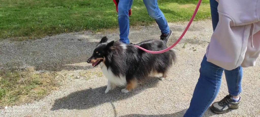 Séance d'éducation canine à Bricquebec en Cotentin