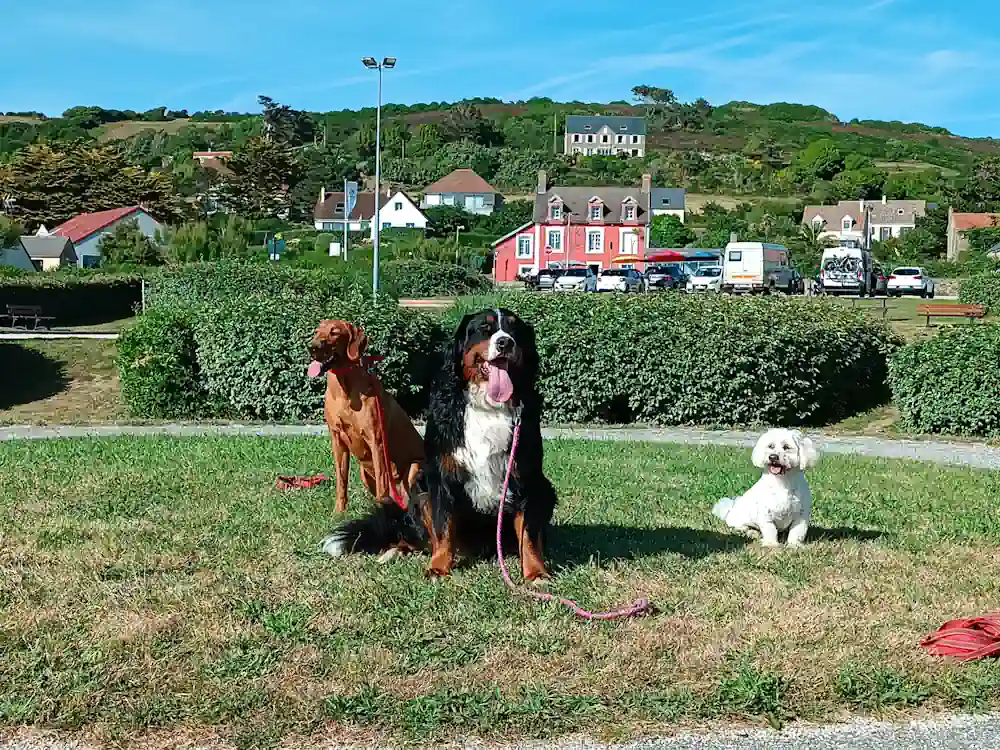 Séance d'éducation canine Sciotot