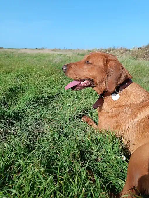 Séance d'éducation canine Les Pieux