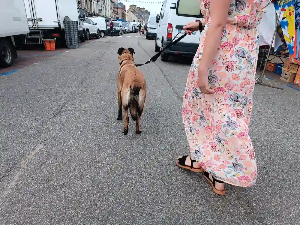 Séance d'éducation canine marché de Les Pieux