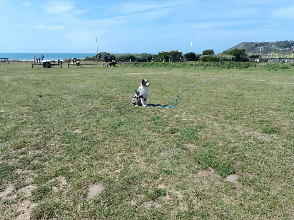 Séance d'éducation canine Sciotot