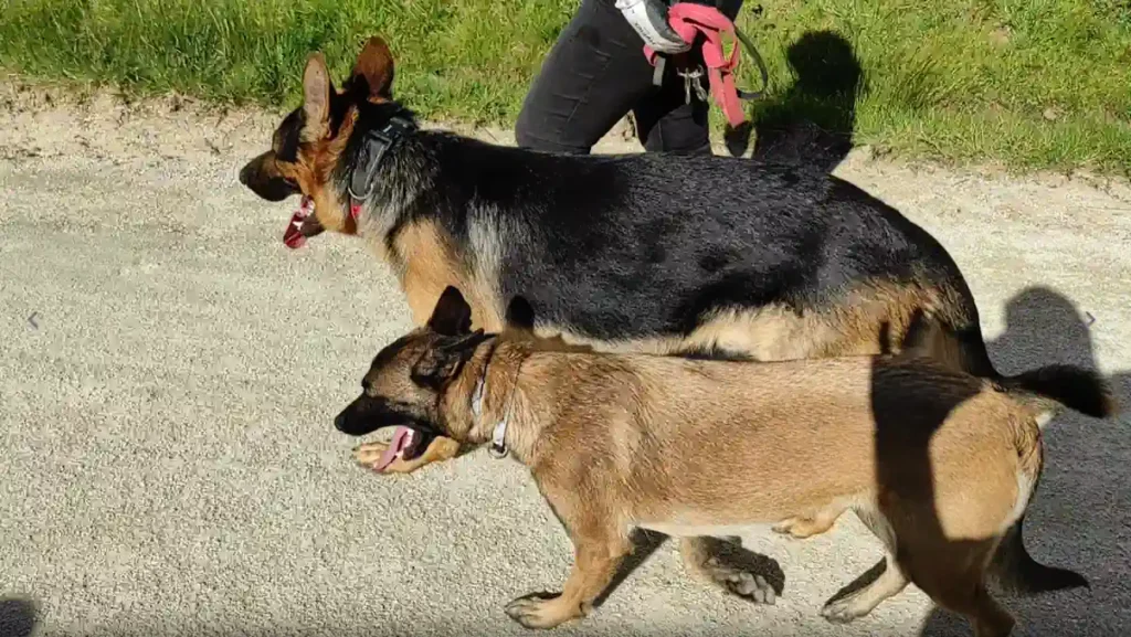Séance d'éducation canine à Bricquebec en Cotentin