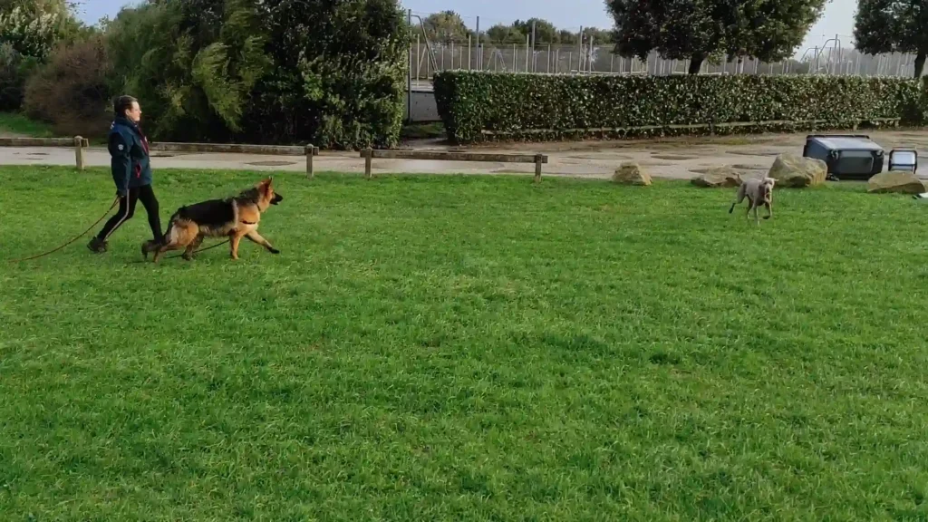 Séance d'éducation canine à St Vaast La Hougue