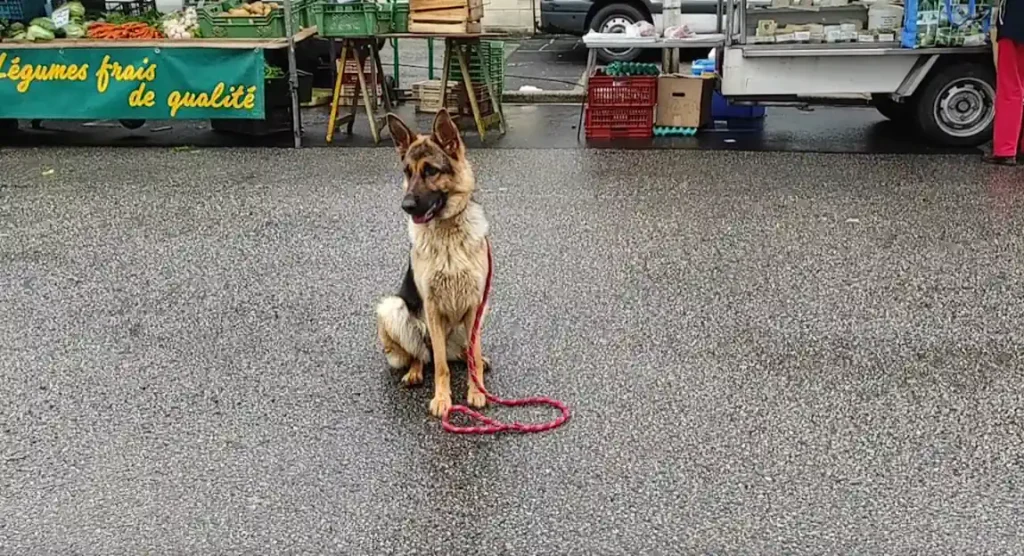 Séance d'éducation canine à Valognes