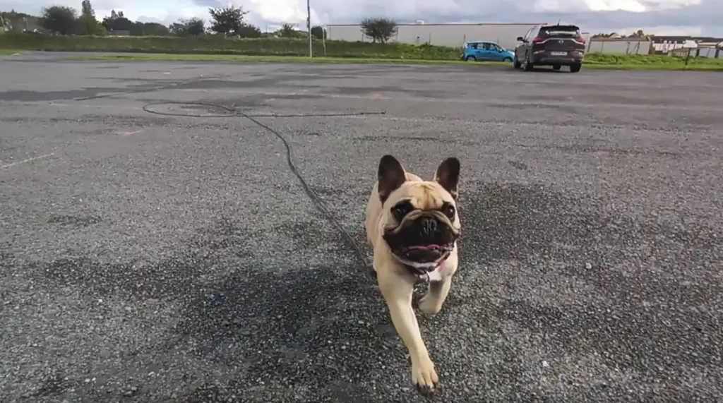 Séance d'éducation canine à Valognes