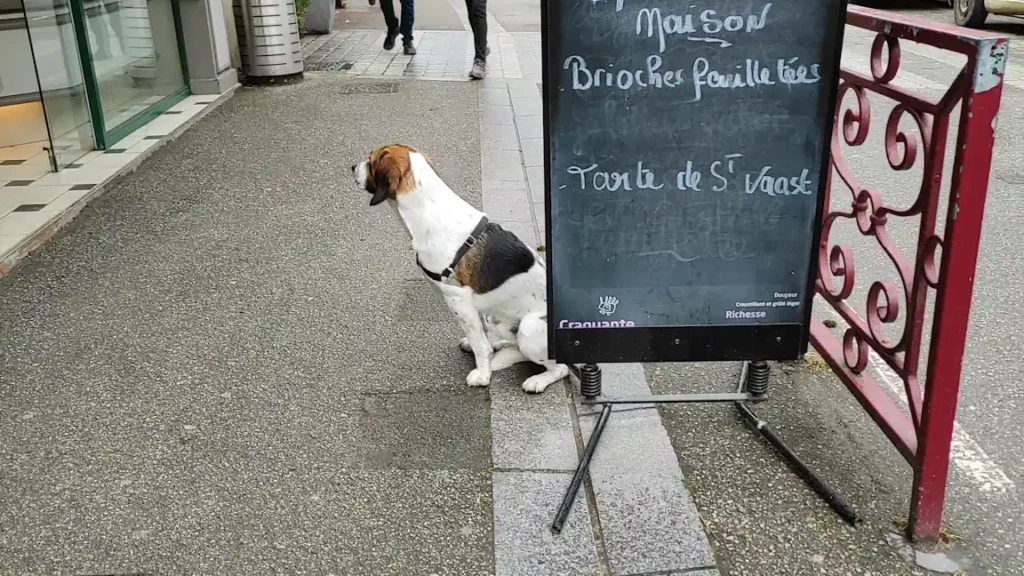 Séance d'éducation canine à St Vaast La Hougue
