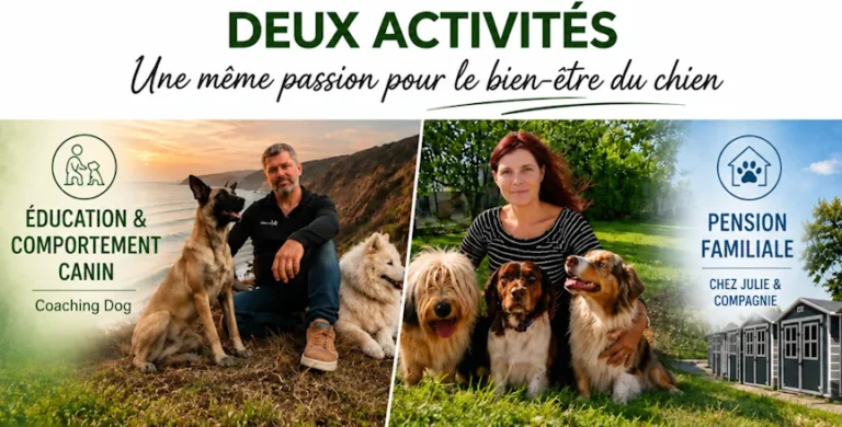 Education et pension canine cotentin
